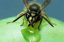 Common wasp {Vespula vulgaris}, worker feeding on syrup, UK.