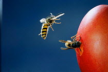 Common wasp workers {Vespula vulgaris} feeding on plum. UK.