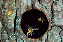 Common wasp workers {Vespula vulgaris} flying in and out of nest hole, UK.