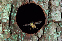 Common wasp workers {Vespula vulgaris} flying out of nest hole, UK.