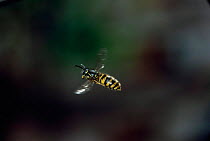 Common wasp worker {Vespula vulgaris} flying, UK.