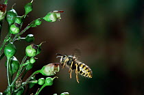 Common wasp worker {Vespula vulgaris} at figwort plant, UK.