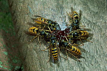 Common wasp workers {Vespula vulgaris} eating jam, UK.