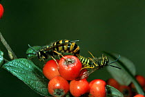 Common wasps mating {Vespula vulgaris}. UK.