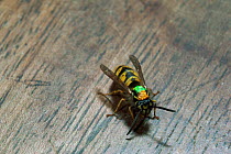 Common wasp colour marked for identification {Vespula vulgaris}. UK.