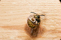 Tree wasp queen {Vespula sylvestris} sleeping in partially constructed nest. UK.