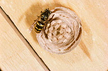 Tree wasp queen building nest {Vespula sylvestris}. UK.