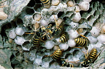 Tree wasp nest {Vespula sylvestris} showing workers mutual feeding, UK.