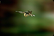 Tree wasp {Vespula sylvestris} worker flying, UK.