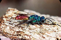 Ruby tailed wasp {Chrysis ignita}, UK.