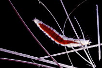 Cat Flea (Ctenocephalides felis) larva, engorged with blood, UK captive