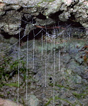 New Zealand Glow-worm larva with sticky threads used to trap insects, NZ.