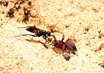 Spider-hunting Wasp (Priocnemis exaltata) female with prey. Surrey England.