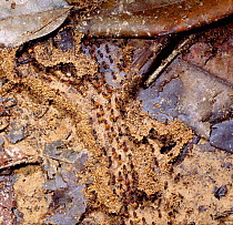 Colony of Termites on the move (Macrotermes gilvas) Borneo