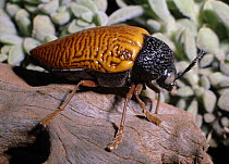 Orange Jewel Beetle (Sternocerca hildebrandti). Kenya Africa, captive.