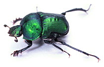 Green Dung Beetle (Garreta nitens). Namibia Africa, captive.