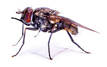 Stable Fly (Stomoxys calcitrans) showing blood- sucking proboscis. UK.