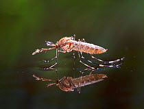 Mosquito (Culiseta / Theobaldia annulata) male imago freshly emerged. UK