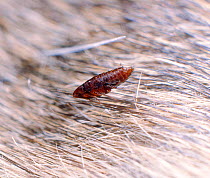 Large flea {Pulicidae} on an African rat (Rhabdomys sp) captive.