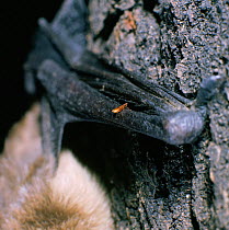 Flea {Pulicidae} on arm of Serotine Bat (Eptesicus serotinus)