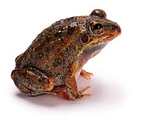 Frog (Cyclorana vagitus) North Australia. Captive.