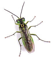 Green sawfly (Rhogogaster viridis) UK, captive