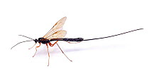 Black Ichneumon wasp (Lissonota setosa) parasitic on Goat Moth larvae. UK. Captive.
