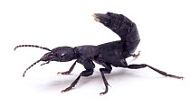 Devil's Coach-horse Beetle, note scent organs at tip of tail, UK, captive.