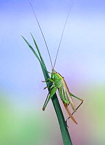 Long-winged Conehead (Conocephalus discolor) female sucking its hind foot, UK.
