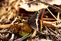 Two-tailed Pasha butterfly (Charaxes jasius) feeding on fallen apple