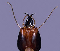Termite (Mastotermes sp) soldier head showing curved scissor-like jaws, Australia.