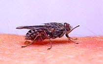 Tsetse Fly (Glossina morsitans) sucking blood from human arm. Captive.