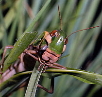 Green locust (Gastrimargus flavipes) eating grass. Kenya Africa.