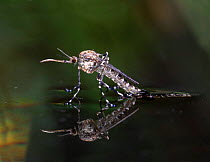 Mosquito female emerging from aquatic pupa. {Culiseta / Theobaldia annulata} UK