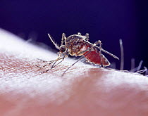 Mosquito (Culiseta / Theobaldia annulata) sucking blood from human arm. UK