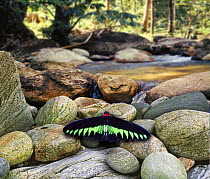 Rajah Brooke's Birdwing Butterfly (Trogonoptera brookiana) Digital composite.
