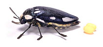 Jewel Beetle (Sternocera orissa) female and eggs. Namibia, Africa.