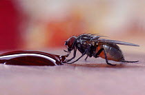 Lesser House Fly (Fannia canicularis) feeding on spilt wine. UK