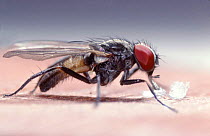 Lesser House Fly (Fannia canicularis) feeding on sugar, UK.