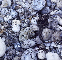 Seaweed Flies (Coelopa sp) swarming on beach pebbles, Dorset England.