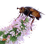 Parasitic Fly (Larvaevora / Tachina sp) on mint flowers. UK
