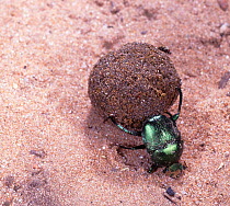 Green Dung Beetle (Garreta nitens) rolling a dung ball. Namibia, Africa.