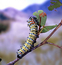 Mopane Moth (Gonimbrasia belina) caterpillar feeding on Mopane. Namibia Africa.