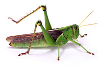 Green Tree Locust (Cyrtacanthacris aeruginosa) Namibia, Captive.