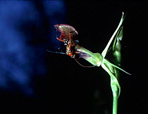 Orchid dupe wasp (Lissopimpla excelsa) male attempting to mate with Slipper orchid flower. Australia.