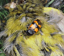Sexton / Burying Beetle (Nicrophorus vespilloides) on dead Greenfinch, UK.