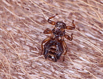 Deer Fly (Lipoptena cervi) on the back of a Roe Deer.