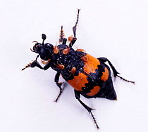 Sexton / Burying Beetle (Nicrophorus vespilloides) with phoretic mites, UK.