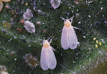 Greenhouse Whitefly (Trialeurodes vaporariorum) UK, captive