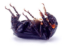 Sexton / Burying Beetle lying on its back feigning death. UK, captive.